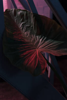 Stefan Stark & Pujan Shakupa -