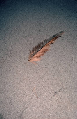 Stefan Stark & Pujan Shakupa -