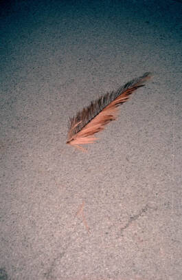 Stefan Stark & Pujan Shakupa -