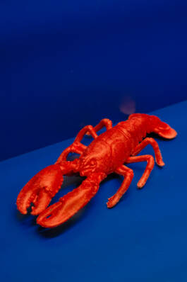 Stefan Stark & Pujan Shakupa -